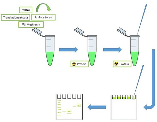 Arbeitsablauf: Analyse zellulärer Prozesse durch radioaktives Labeling
