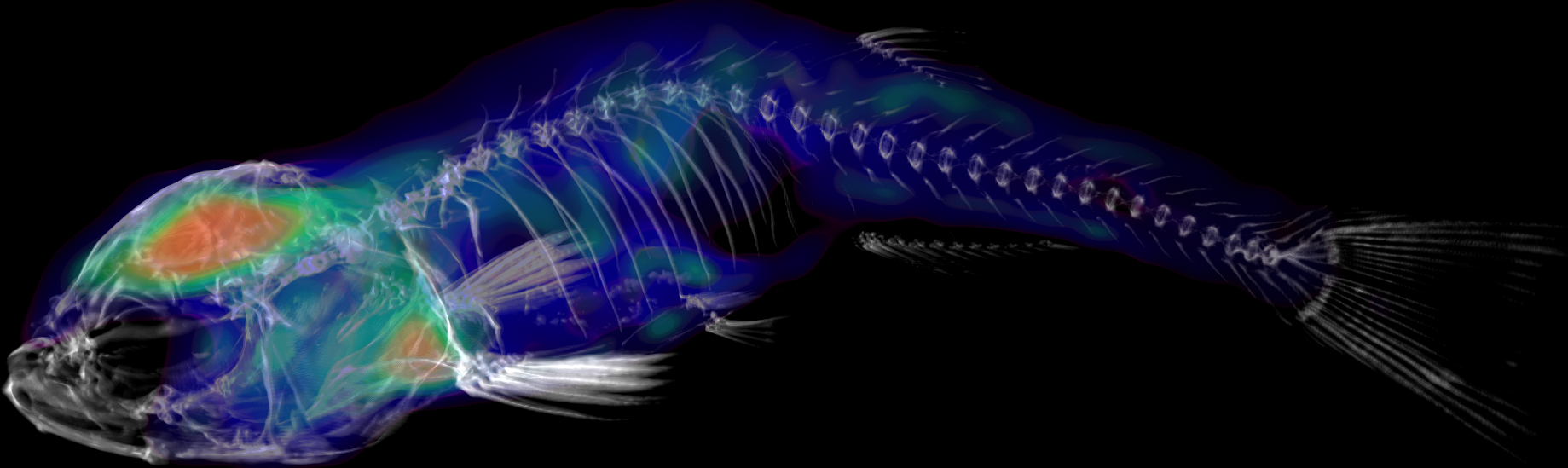 3D rendering of the micro-CT data in grayscale superimposed by the color-coded reconstructed PET image (activity distribution) obtained from simulation.